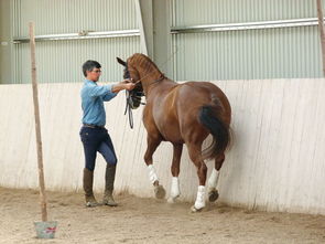 马匹训练方法