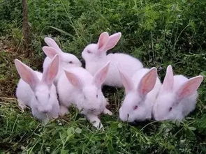 兔子养殖经济