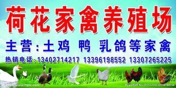 家禽养殖环保