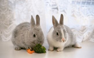 兔子品种选择