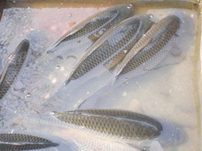 淡水鱼养殖