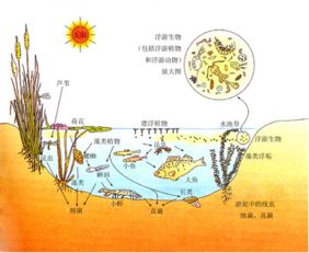 水生生态系统
