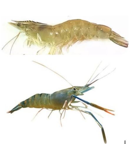 淡水养殖和海水养殖虾的区别：探索两种养殖方式的优劣