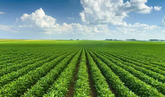 绿色农业发展：现状、挑战与未来展望