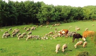 畜牧业可持续发展
