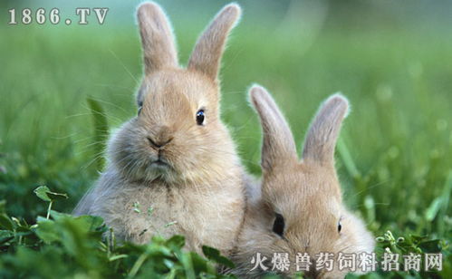 兔子疾病防治