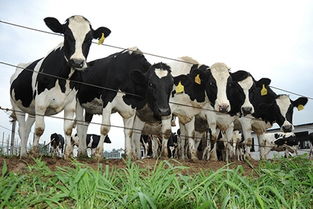 畜牧业规模养殖，发展高效养殖，推动产业升级
