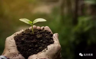 有机肥料和普通肥料的区别：一场生命的绿色革命