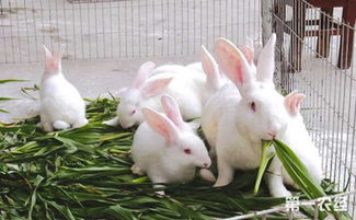 兔子养殖创新