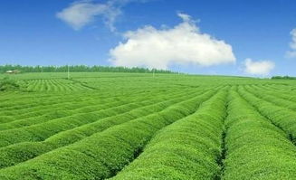 绿色农业发展前景