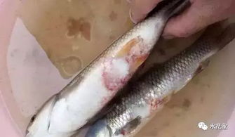 鱼类繁殖技术