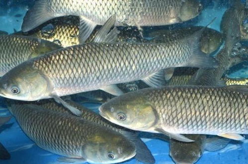 鱼类繁殖技术