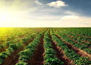 农业可持续发展的内容