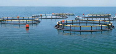 海水养殖创新