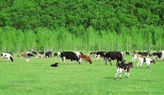 畜牧养殖的经济效益有哪些