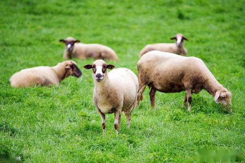 牛羊疾病防治方案