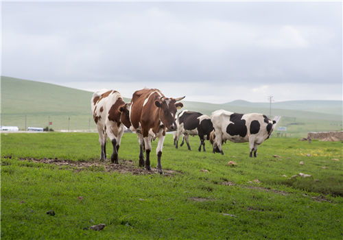 养殖牛羊补贴政策2020标准