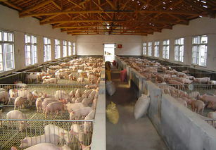 生猪养殖技术指导方案