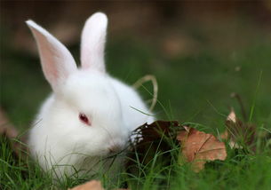 兔子饲养法则是什么