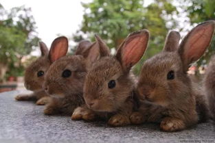 兔子哪种比较好