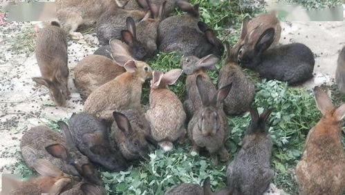 兔子养殖的利润怎么样啊