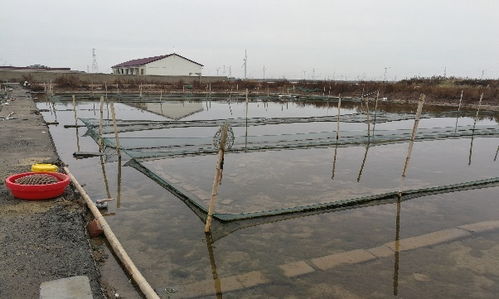 贝类养殖池设计规范最新