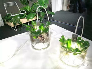室内的灯光能让植物进行光合作用吗