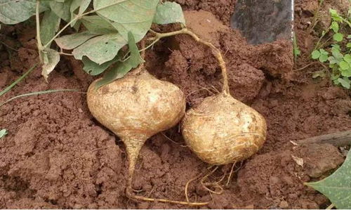 山芋头种子繁殖技术与管理