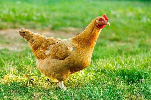家禽生态养殖技术推广协会招新通知