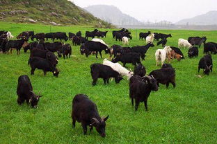 畜牧业可持续发展的意义和措施