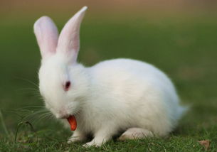 兔子的病情防治措施