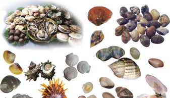 贝类生物适宜生存的海域环境