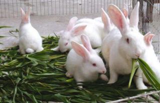 兔子行业前景怎么样