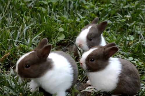 兔子的养殖技术及方法书籍