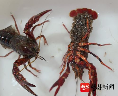 虾蟹养殖有哪些方式