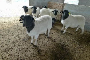 优质种羊繁育方案