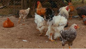 家禽品种培育方案模板