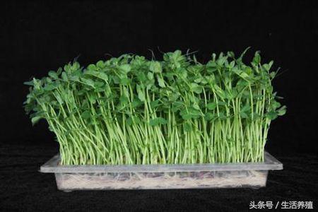 豌豆苗用土种植方法