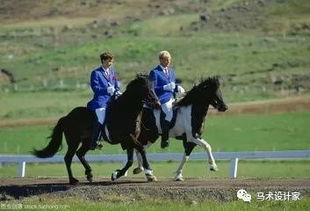 如何训练马匹能力