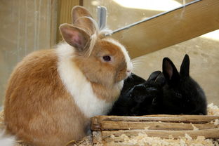 兔子养殖利润和成本计算?