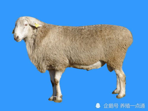 放牧条件下呼伦贝尔羊
