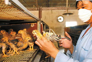 家禽养殖政策的发展史