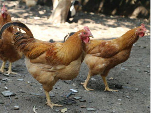 家禽疾病预防意义有哪些