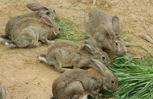 兔子养殖创业 黄同敏