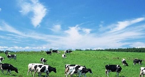 畜牧业养殖原料是什么，打造绿色、高效、可持续的养殖业