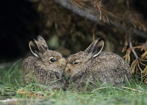 兔子繁殖问题规律