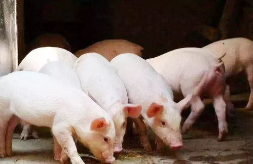 生猪养殖相关政策