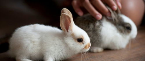 兔子最常见的病用什么药