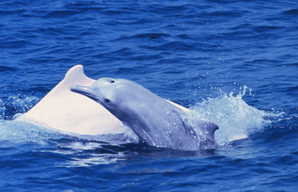 中华白海豚的资料