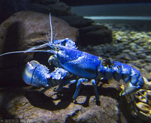蓝色龙虾能吃吗?蓝色的龙虾可不可以食用